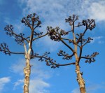 Lion_Park_Etc_173bymelcandeaatmorguefile