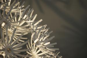 _DSC2908byshenziatmorguefile