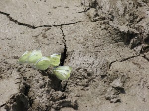 file0001431686858bymirabbiatmorguefile